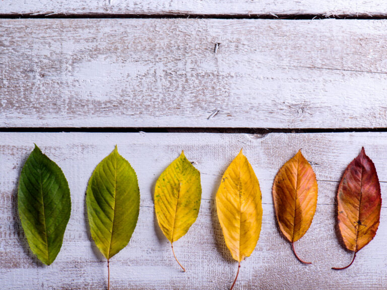 Different colored leaves depicting seasons